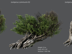 juniper ordinary 3Dモデル