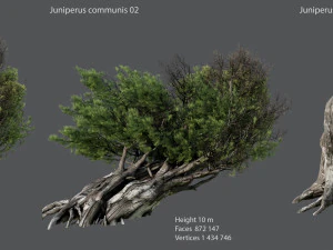 enebro ordinario Modelo 3D