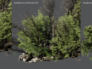 juniper ordinary 3D Modell