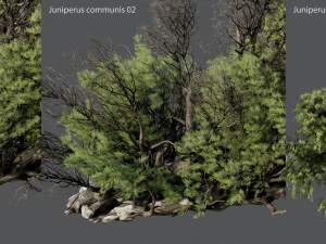 juniper ordinary 3D Model