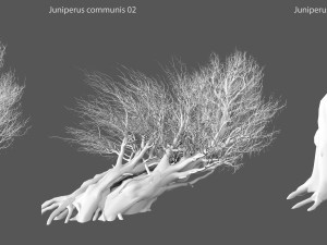 juniper ordinary 3D Modell
