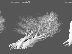 juniper ordinary 3D Model