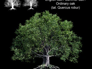 ch&ecirc;ne Modèle 3D