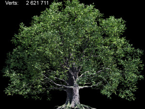 oak Model 3D