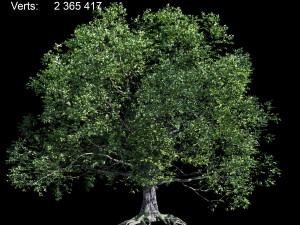 oak Model 3D