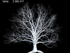 oak Model 3D