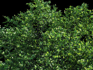 oak Model 3D
