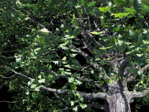 oak Model 3D