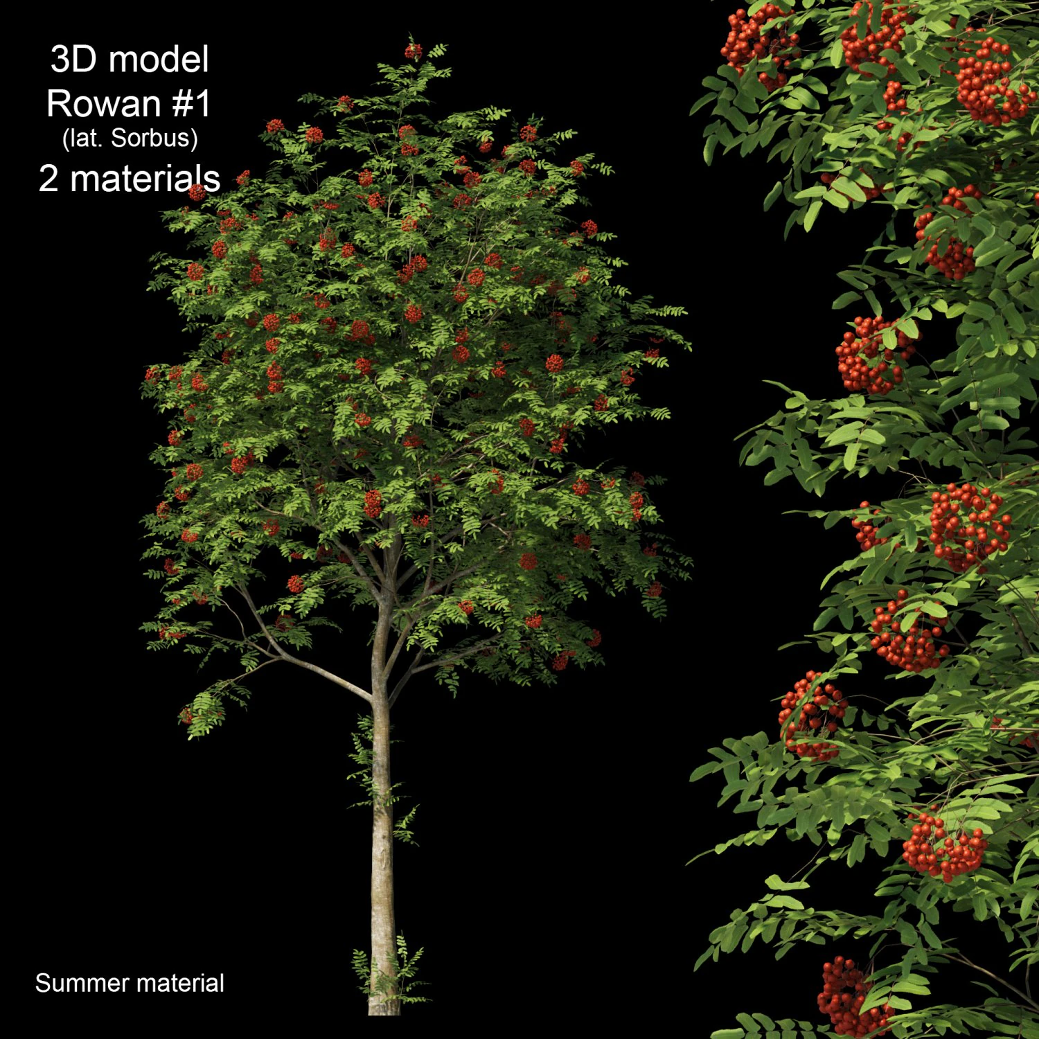 rowan 1 3D Model .c4d .max .obj .3ds .fbx .stl .blend 