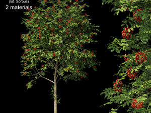 rowan 1 3D 모델