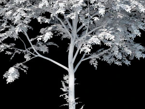 rowan 1 3D Model