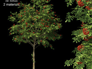 rowan 2 3D 모델