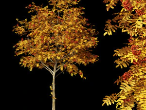 rowan 2 3D Model