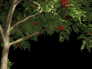 rowan 2 3D 模型