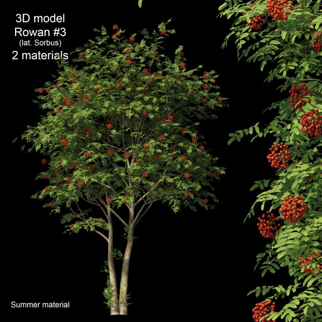 rowan 3 Model 3D .c4d .max .obj .3ds .fbx .stl .blend 