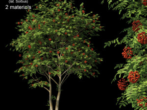 rowan 3 3D 모델