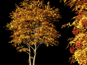rowan 3 3D Model