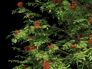 rowan 3 Model 3D
