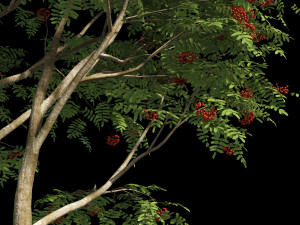 rowan 3 Model 3D