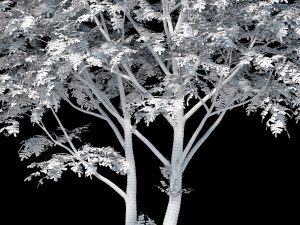 rowan 3 Model 3D