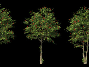 collection rowan 3D 模型