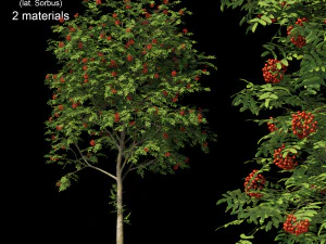 collezione sorbo Modello 3D