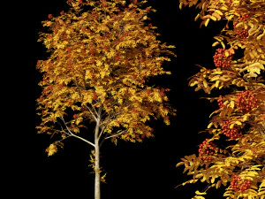 collezione sorbo Modello 3D