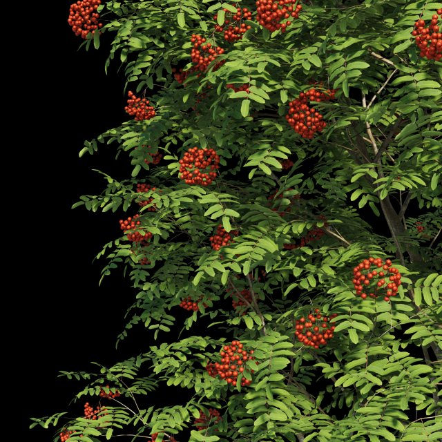 collection rowan 3D 模型 .c4d .max .obj .3ds .fbx .stl .blend 
