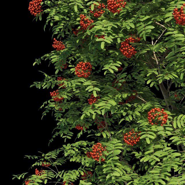 collezione sorbo Modello 3D .c4d .max .obj .3ds .fbx .stl .blend 