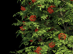 collezione sorbo Modello 3D