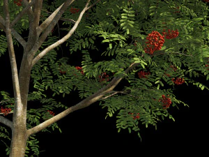 collezione sorbo Modello 3D