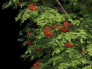 collection rowan 3D 模型