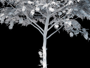 collection rowan 3D 模型