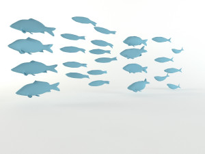 fish flock lowpoly sealife bass pollad plaice pouting fishes low-poly Modelo 3D