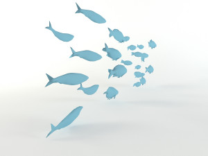 fish flock lowpoly sealife bass pollad plaice pouting fishes low-poly Modelo 3D