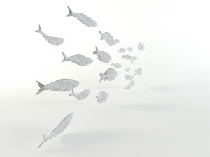 fish flock lowpoly sealife bass pollad plaice pouting fishes low-poly Modelo 3D