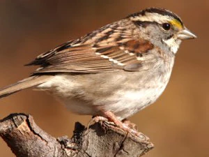 Sparrow on a tree 3D Print Model