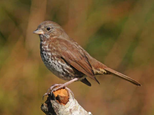 Sparrow on a tree 3D Print Model