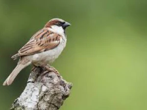 Sparrow on a tree 3D Print Model