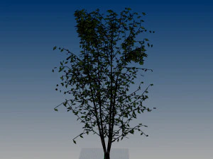 nurbs low poly tree 3D Model