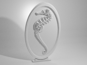 hippocampus Modelo 3D