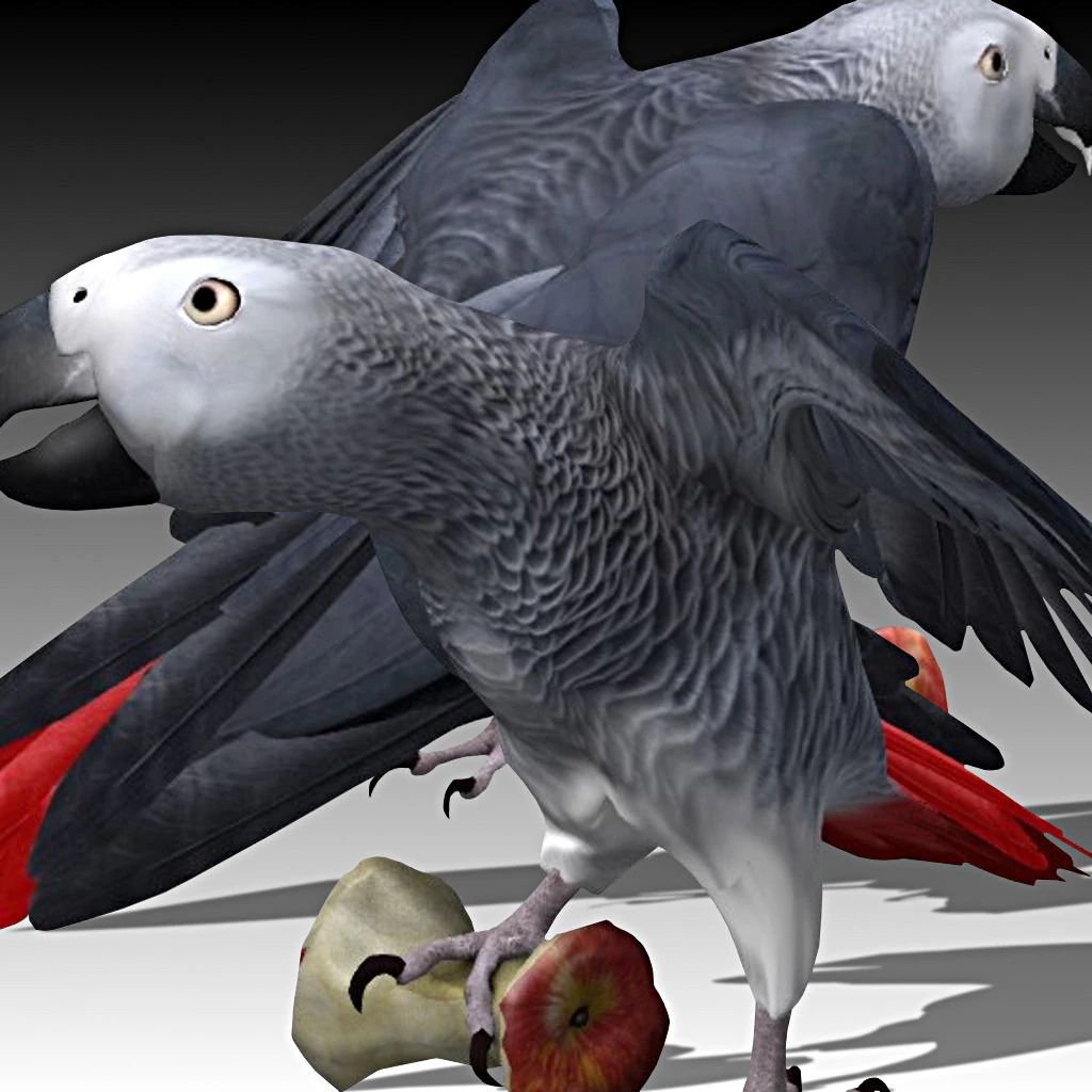 Jaco Parrot 3D Model .c4d .max .obj .3ds .fbx .stl .blend