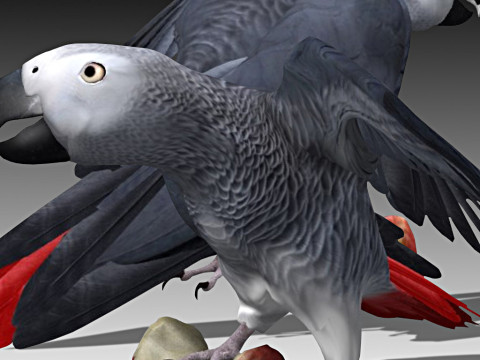 Jaco Parrot 3D 모델