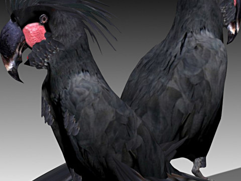 Palm Cockatoo 3D 모델