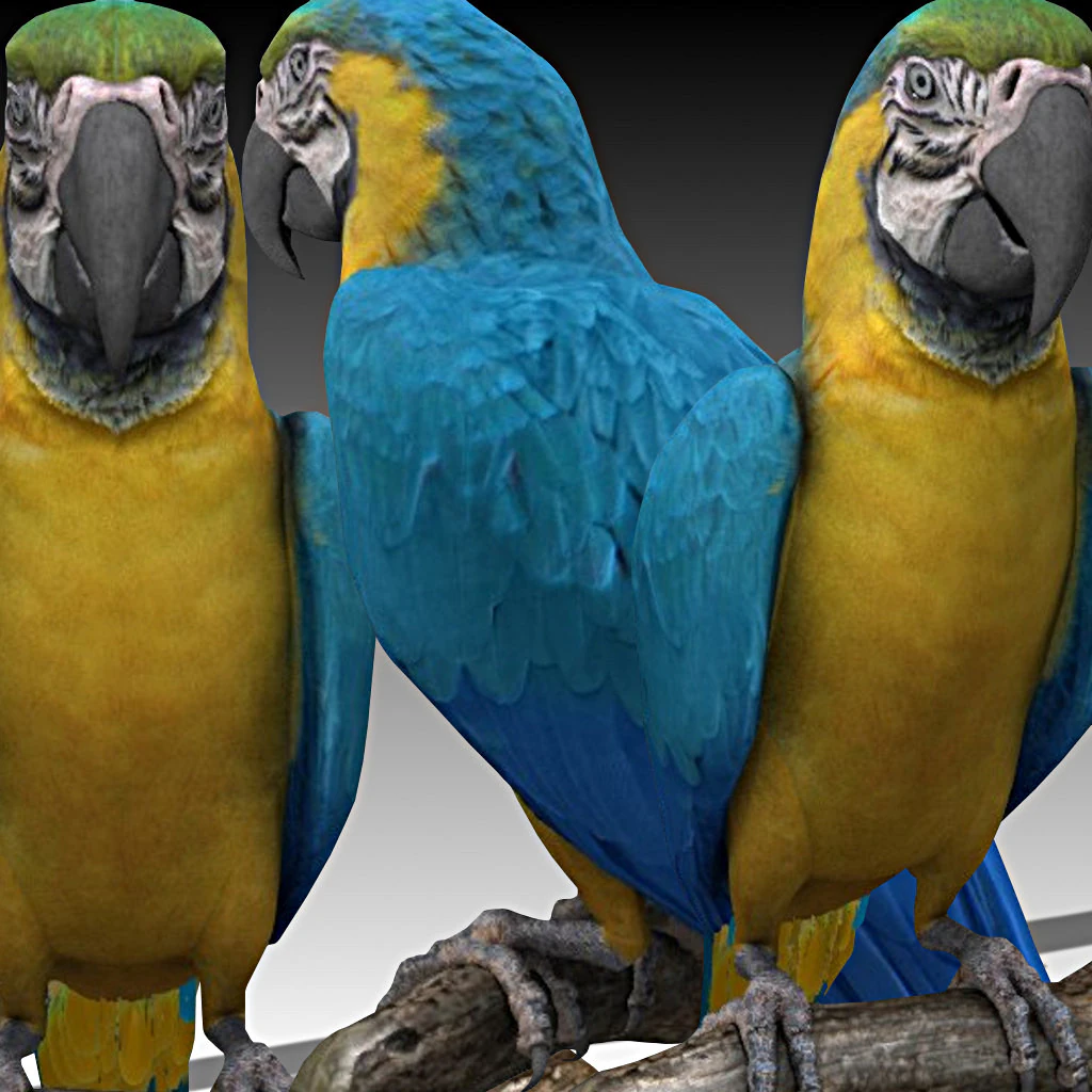 Ara Ararauna 3D Model .c4d .max .obj .3ds .fbx .stl .blend 