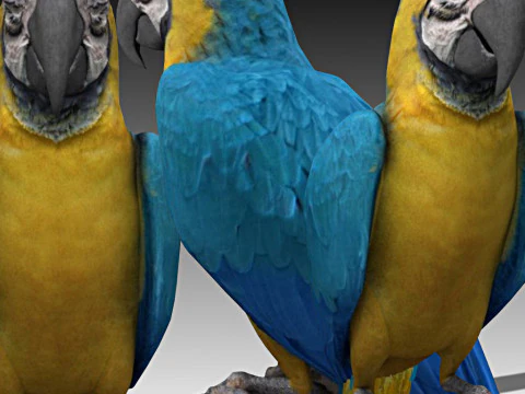 Ara Ararauna Modello 3D