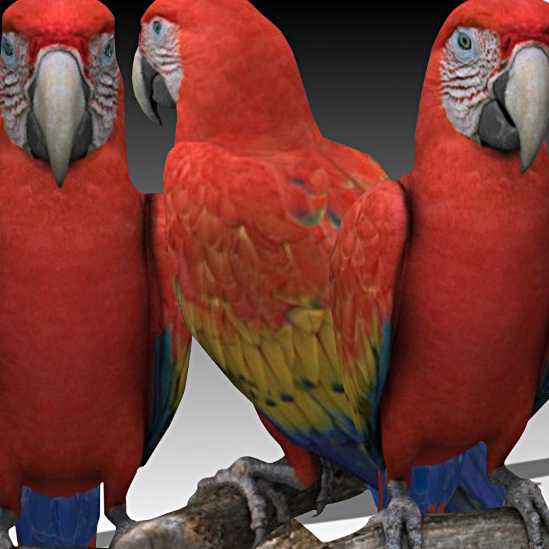 Ara Macao 3D मॉडल .c4d .max .obj .3ds .fbx .stl .blend 