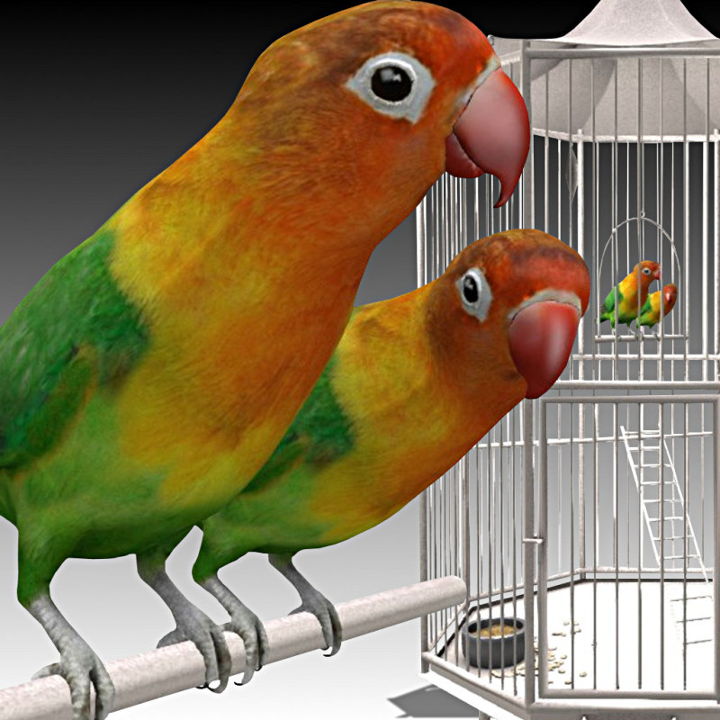 Fischers Lovebird 3D 모델 .c4d .max .obj .3ds .fbx .stl .blend 