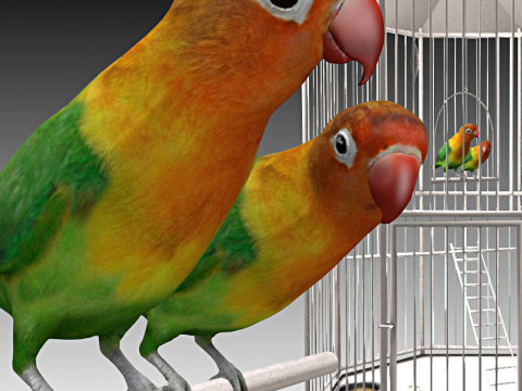 Fischers Lovebird Modèle 3D