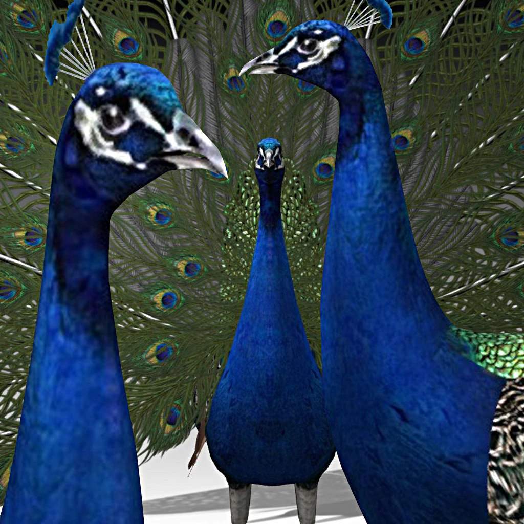 Peacock 3D Model .c4d .max .obj .3ds .fbx .stl .blend 